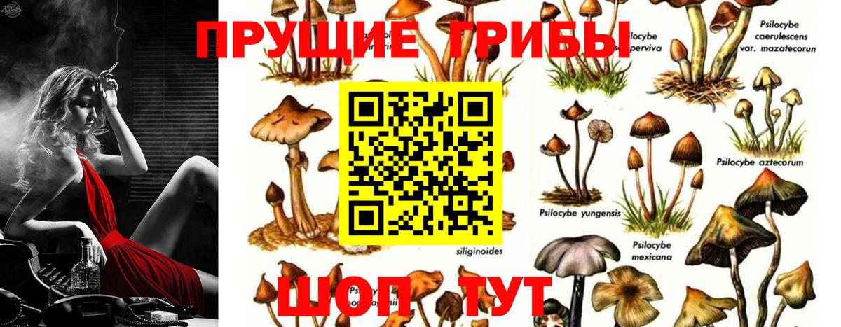 Новосибирск  Псилоцибиновые грибы мухоморы  Псилоцибиновые грибы мицелий  Вход с VPN 
